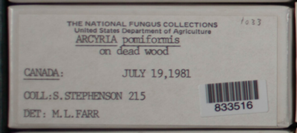 Arcyria pomiformis image